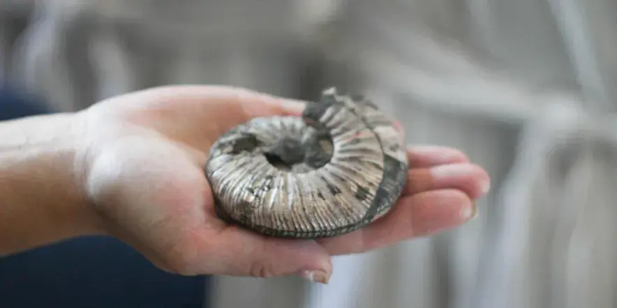 Интерактивна программа «Машина времени: эпоха неолита»