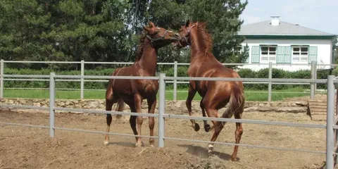 Конюшня музея-заповедника М.А. Шолохова