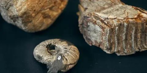 Интерактивная программа с масте-классом «Древний мир»