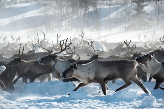 Выставка «Оленные люди»