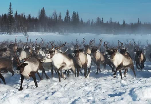 Выставка «Оленные люди»