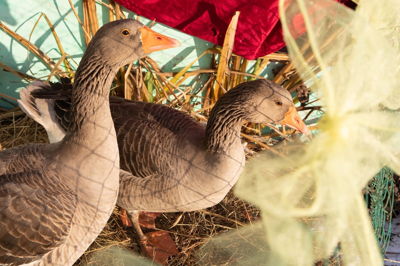 Народный праздник гуся