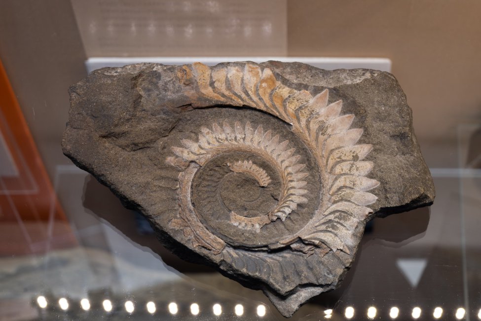 Экспозиция Музея пермских древностей